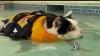 News Anchor Cracking Up Over Swimming Cat